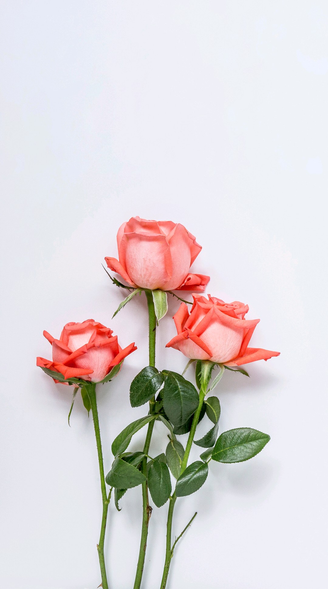 ����� ���� ����_Quduj