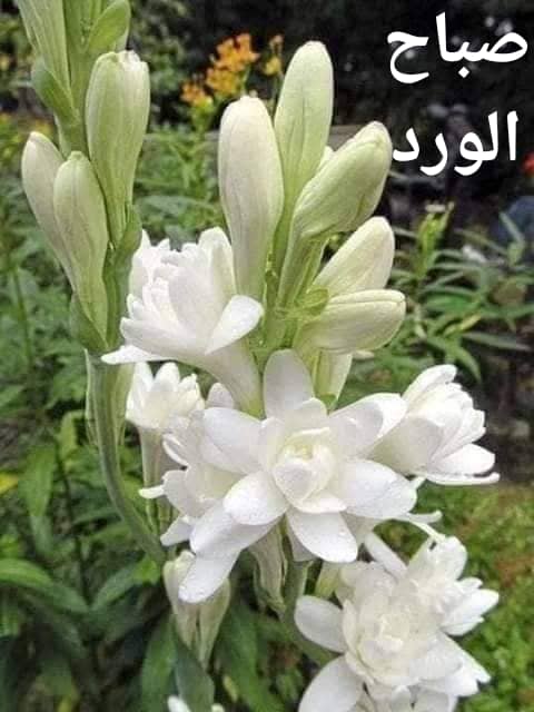 Haedar_FCDTK